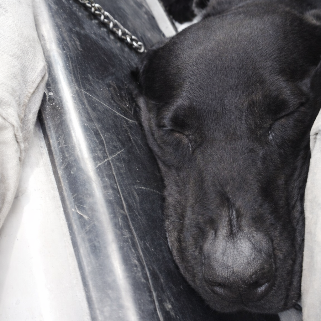 Helmand Destination Series: Leash and Collar SET