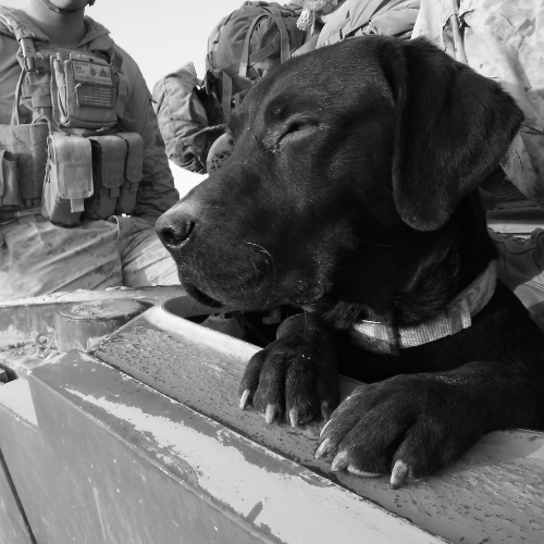 Helmand Destination Series: Leash and Collar SET