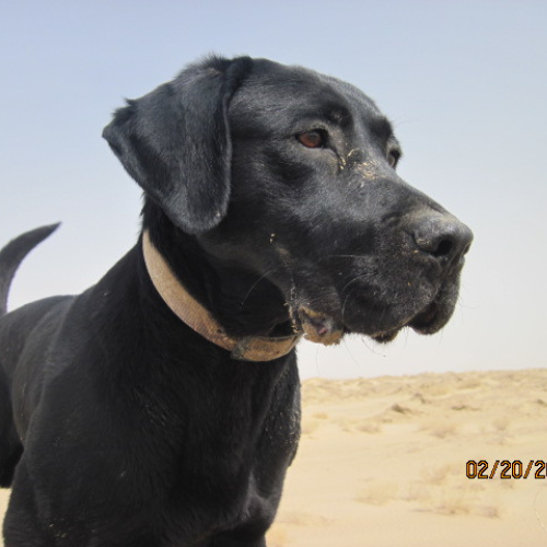 Helmand Destination Series: Leash and Collar SET