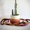 Borrego Destination Series: Leash and Collar SET