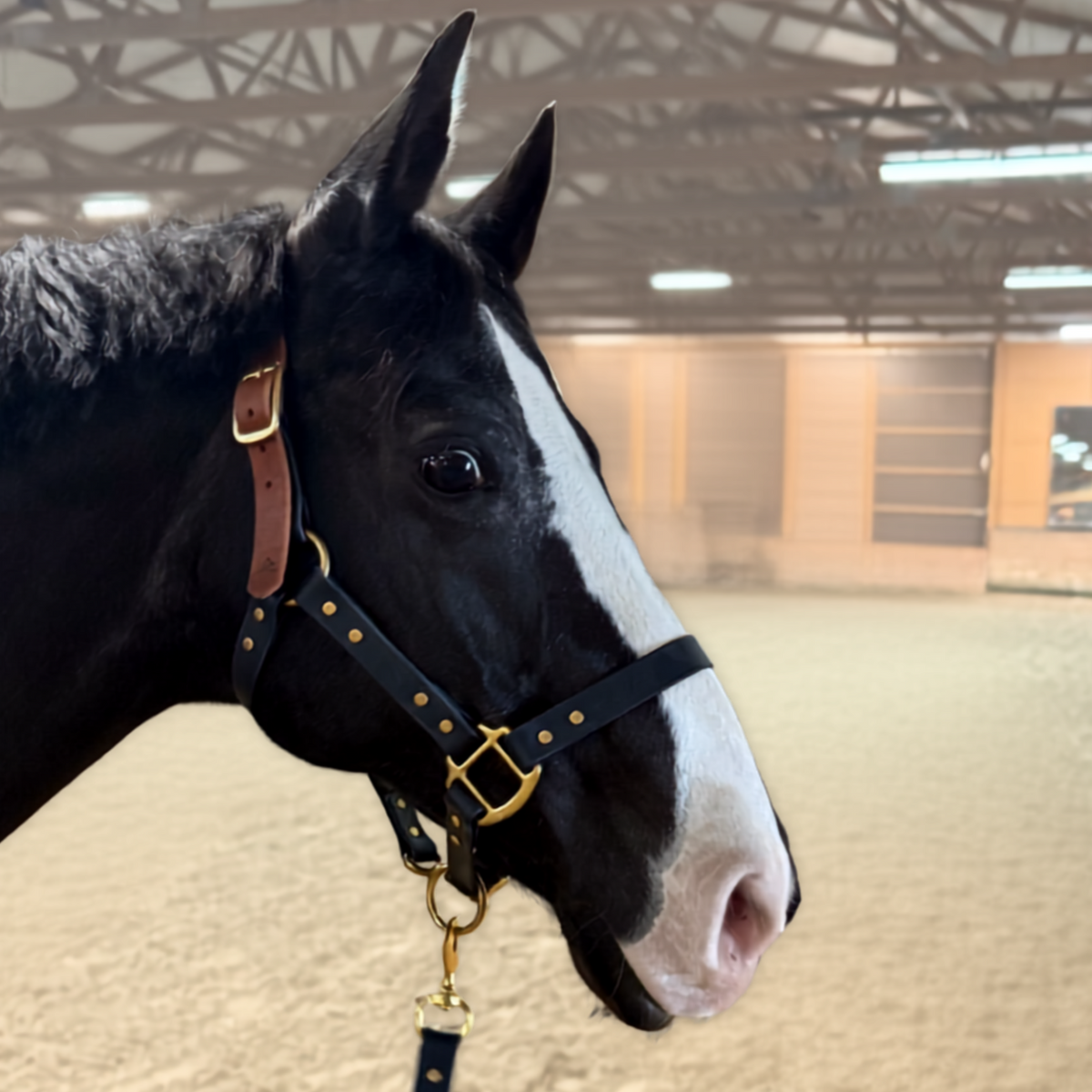 Adjustable Horse Halter and Lead Rope - Waterproof